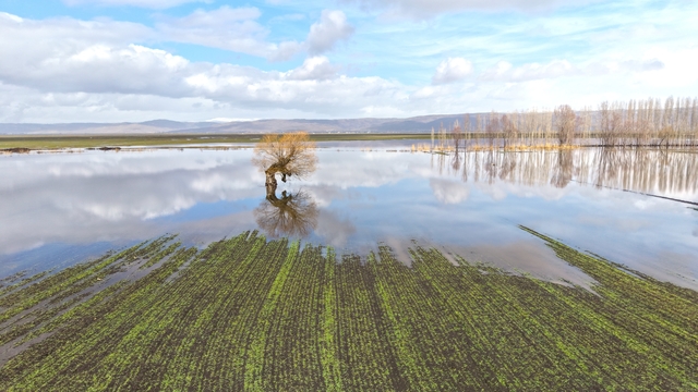 Muş'ta eriyen kar ve sağanak ovayı sular altında bıraktı