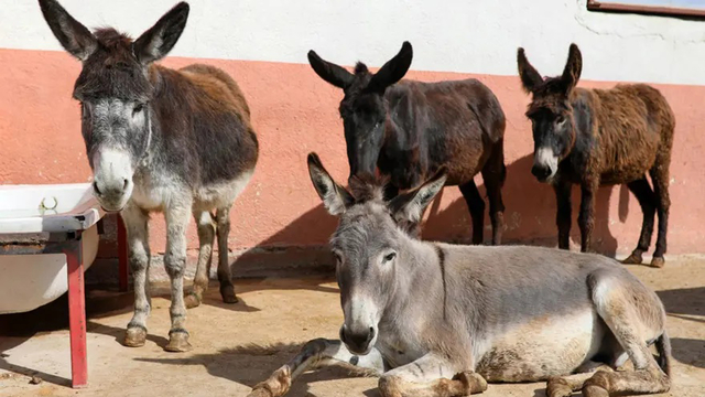 At, eşek, katır azaldı