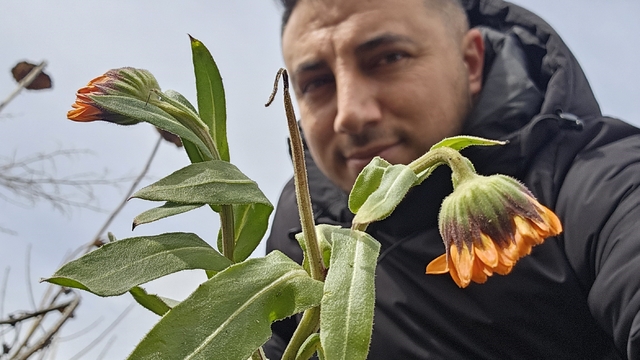 Karın başkenti Bitlis'te şubat sürprizi: Çiçekler karlar arasında açtı