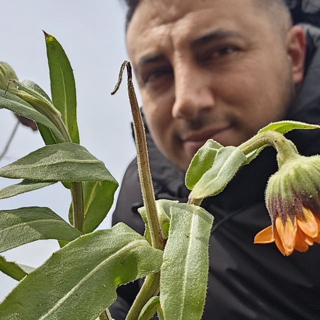 Karın başkenti Bitlis'te şubat sürprizi: Çiçekler karlar arasında açtı