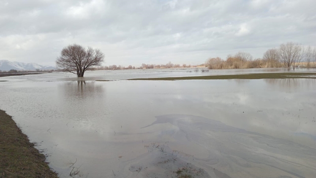 Muş'ta su altında kalan tarım arazilerinde inceleme yapıldı
