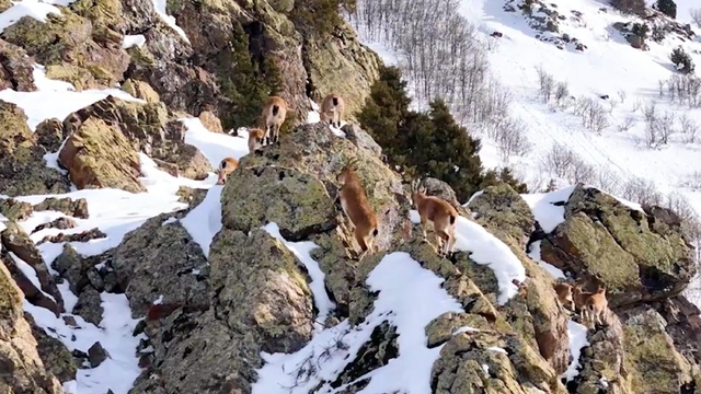 Munzur Dağları'nda sürü halindeki dağ keçileri dronla görüntülendi