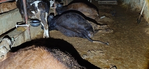 Elektrik kaçağı 8 büyükbaş hayvanı telef etti