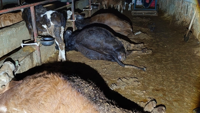 Elektrik kaçağı 8 büyükbaş hayvanı telef etti