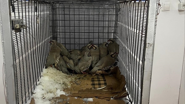 Van'da keklik avına 75 bin TL ceza