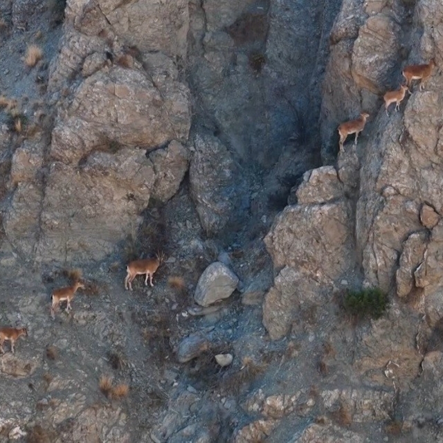Munzur'un sarp kayalıklarında yaban keçileri