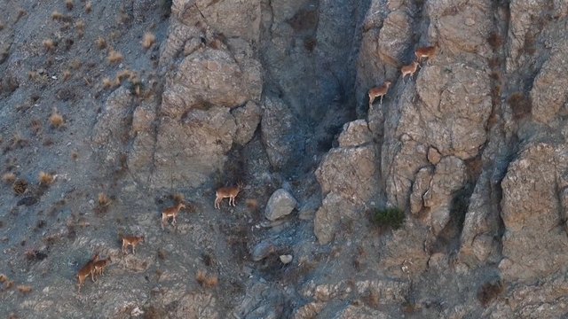 Munzur'un sarp kayalıklarında yaban keçileri