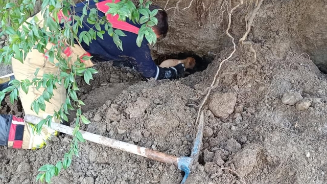 Dörtyol'da ilçesinde göçük altında kalan köpek yavrularını itfaiye ekibi çıkardı