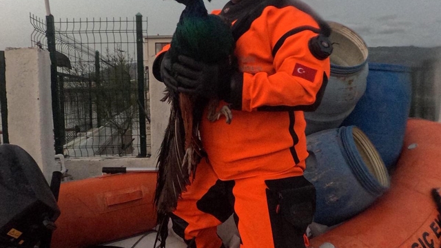 İzmir İtfaiyesi tavuk çiftliğinde mahsur kalan hayvanlar için zamanla yarıştı