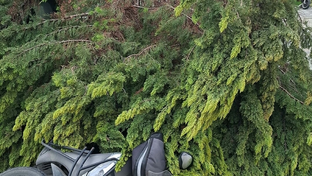 Çanakkale'de fırtınada ağaçlar devrildi, balkon duvarı yıkıldı