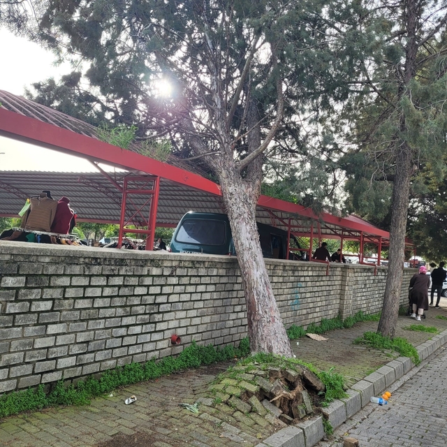 Efekent Pazaryeri'nde rüzgar ağacı devirdi