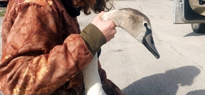 Vatandaşların bulduğu yaralı kuğu tedavi altına alındı