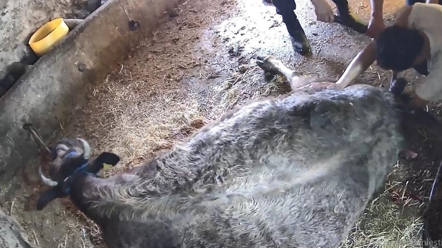 Doğum yapmakta zorlanan ineği sezaryen yapan S.T.'den açıklama: Çağırdılar insanlık namına yardımcı oldum