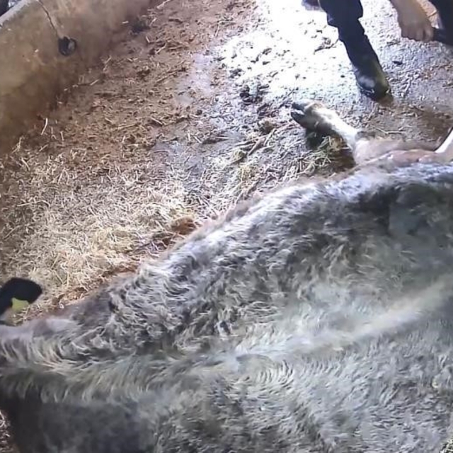 Doğum yapmakta zorlanan ineği sezaryen yapan S.T.'den açıklama: Çağırdılar...