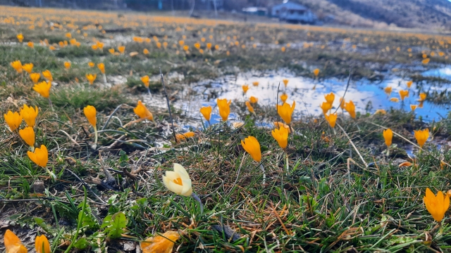 Çiğdemlerin açtığı Bartlı Yaylası'nda görsel şölen
