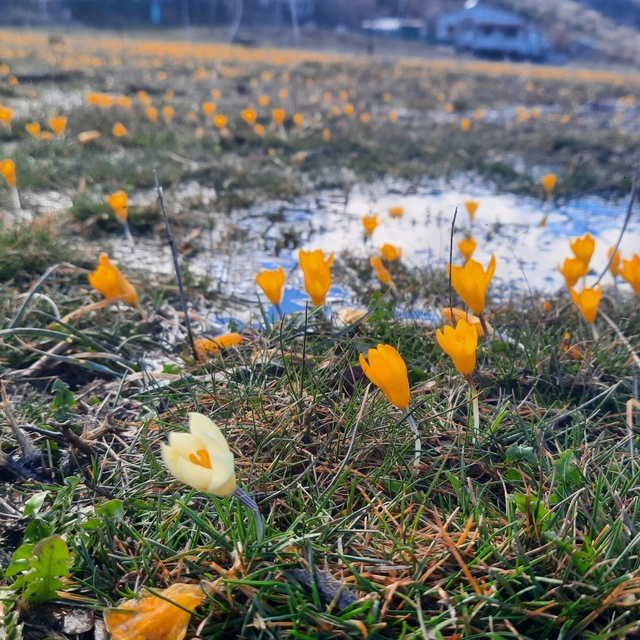 Çiğdemlerin açtığı Bartlı Yaylası'nda görsel şölen