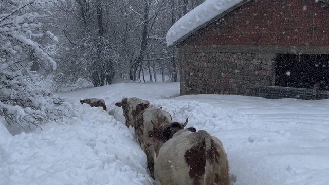 Tunceli'de kar kalınlığı 1,5 metreyi aştı: İnekler karda kayboldu