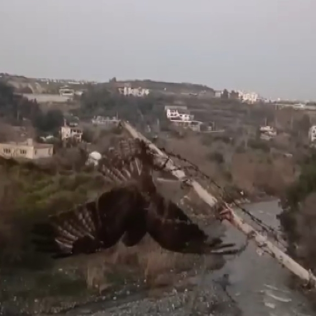 Tellere takılan şahin kurtarıldı