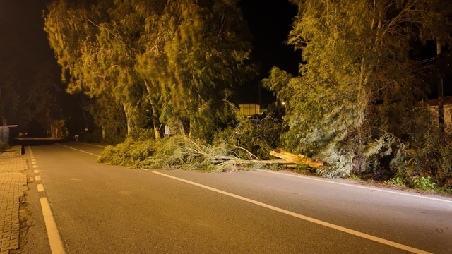 İzmir’de kuvvetli rüzgarda park halindeki otomobilin üzerine ağaç devrildi (4)