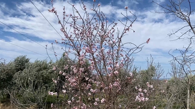 Yalancı bahar aldattı, badem ağaçları çiçek açtı
Manisalı çiftçiler sevinçle tedirginliği birlikte yaşıyor