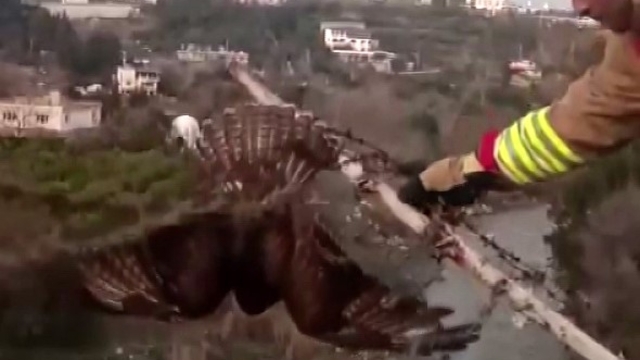 Şahini ölümden kurtarıp, özgürlüğe bıraktılar