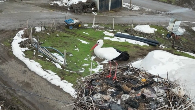 3 yıldır göç etmeyen leylek, aynı yuvada kışı geçiriyor