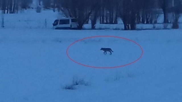 Bayburt'un Arpalı beldesinde 3 kurt görüldü
