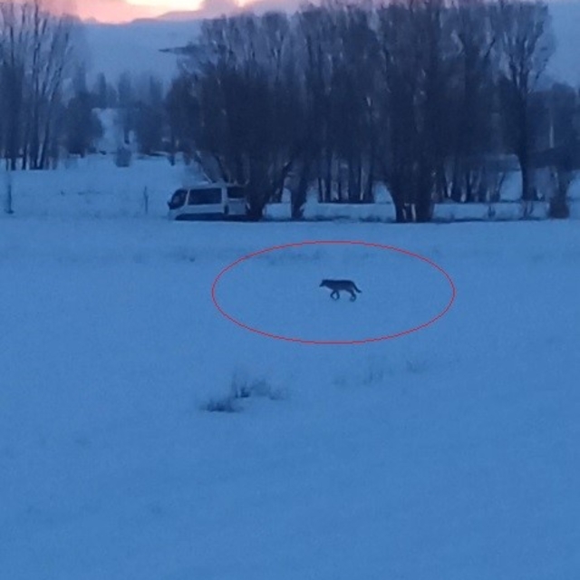 Bayburt'un Arpalı beldesinde 3 kurt görüldü