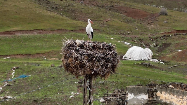 Budaklı köyünde göç etmeyen leylek yıllardır aynı yuvada
