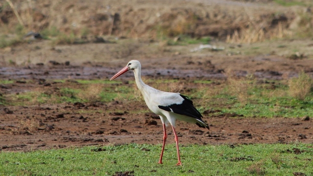 Aydın'da ilk leyleği gördü, bir çuval unu kaptı