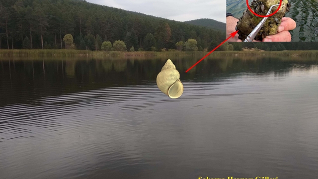 Marmara Bölgesi'nde erken kirliliğin göstergesi olan canlılar araştırılıyor