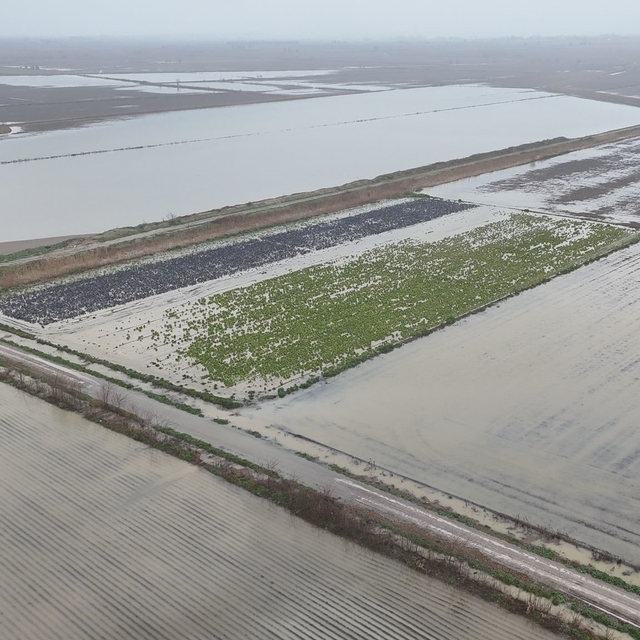 Sağanak yağmurdan sonra binlerce dönüm tarım arazisi sular altında kaldı
Çu...
