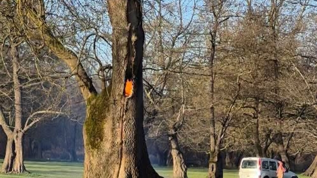 Ağaç kovuğunda yangın çıkarıldı