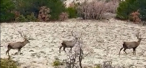 Yol kenarında sürü halinde gezen kızılgeyikler görüntülendi