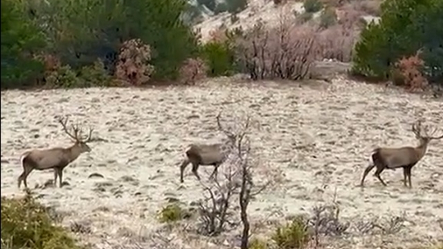 Yol kenarında sürü halinde gezen kızılgeyikler görüntülendi