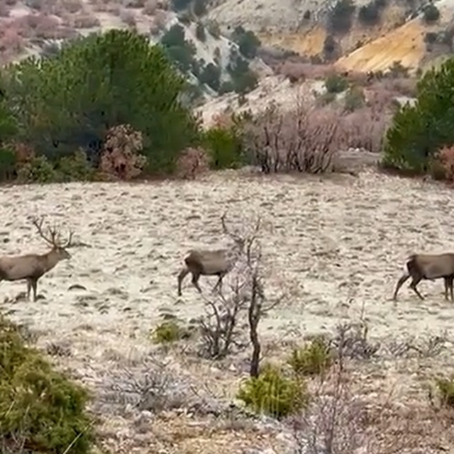 Yol kenarında sürü halinde gezen kızılgeyikler görüntülendi