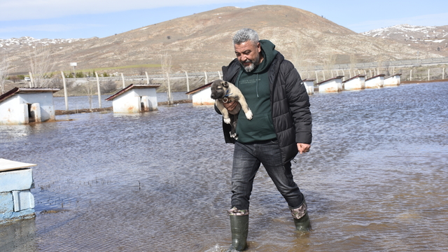 Kangal köpeği çiftliği su altında kaldı