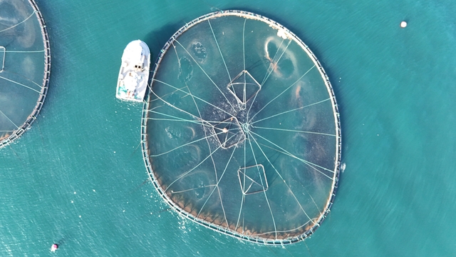 Ordu'da kafes balıkçılığı tesislerinde 2025'te 6 bin ton üretim gerçekleşti