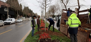 Sakarya'da 3 ayda 2 bin 500 ağaç dikildi
