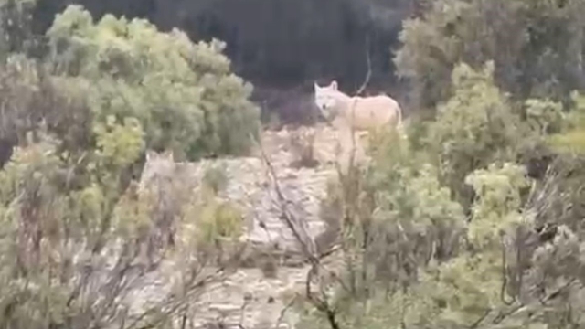 Menteşe'de kurtlar cep telefonu kamerasına yansıdı