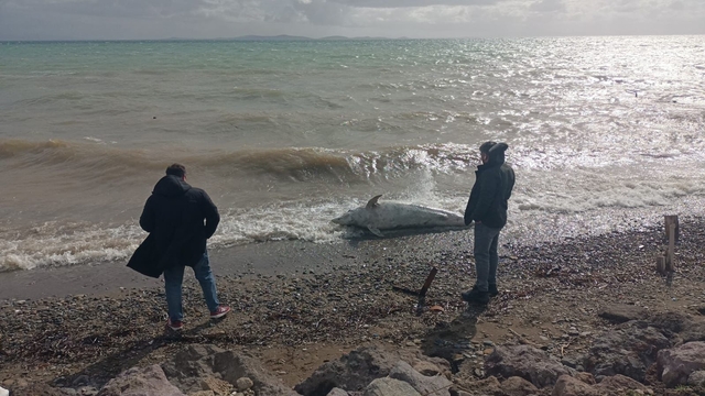Çanakkale'de ölü yunus sahile vurdu