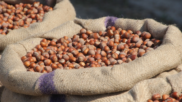 Akça: "Fındıkta tekelci yapının manipülasyonu bitmek üzere"
