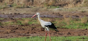 Aydın'da yılın ilk leyleğini gördü, bir çuval un kazandı
