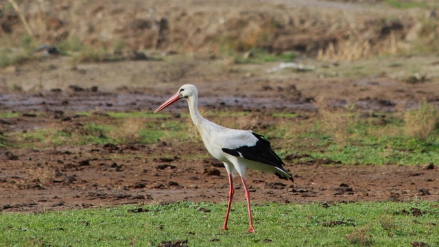Aydın'da yılın ilk leyleğini gördü, bir çuval un kazandı