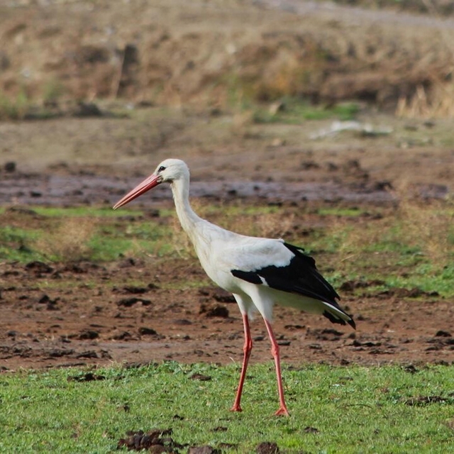 Aydın'da yılın ilk leyleğini gördü, bir çuval un kazandı