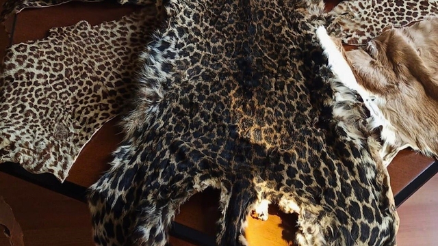 Çukurova Uluslararası Havalimanı'nda leopar postu ve baykuş gözü ele geçirildi