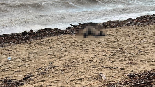 Sarımsaklı sahiline kadın cesedi vurdu