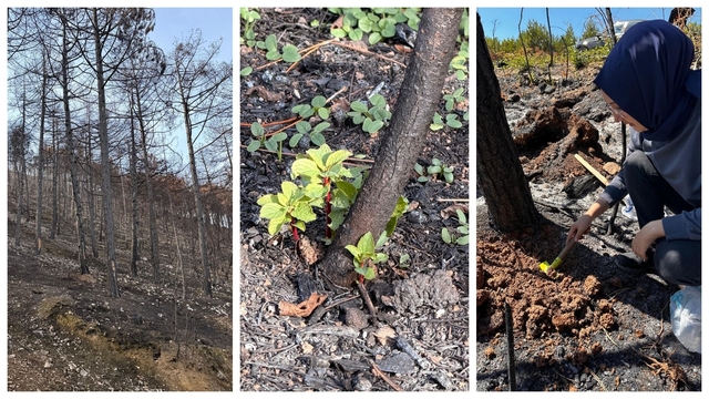 KBÜ yangın sonrası ekolojik süreci araştıracak