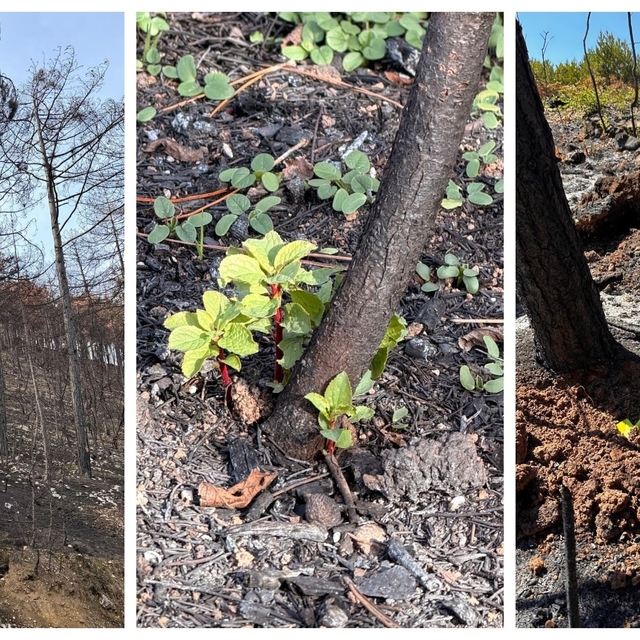 KBÜ yangın sonrası ekolojik süreci araştıracak