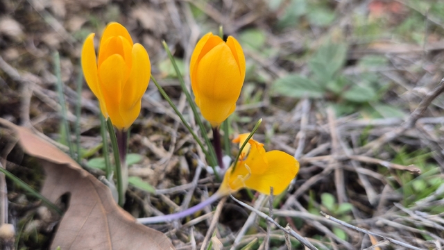Boğazkale'de baharın habercisi çiğdemler açtı